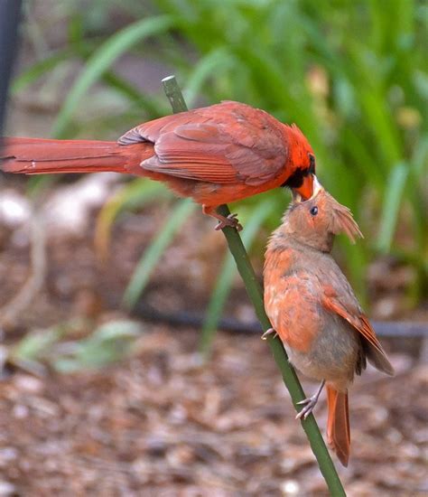 Mr And Baby Cardinal Pet Birds Cardinal Birds Backyard Birds