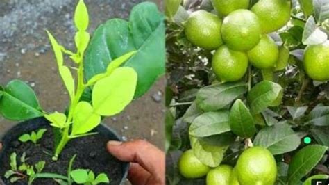 Incredibly Proven How To Propagate A Lemon Tree From Cuttings Ii