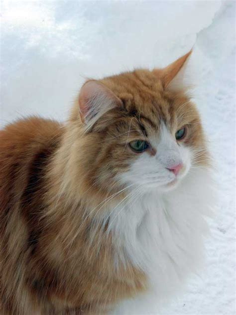 The Norwegian Forest Cat Breed
