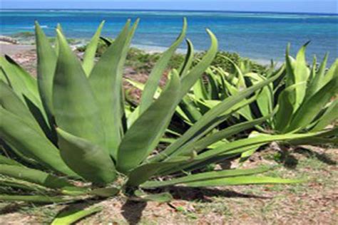 Tres plantas exóticas de la región Caribe estan en Peligro de Extinción