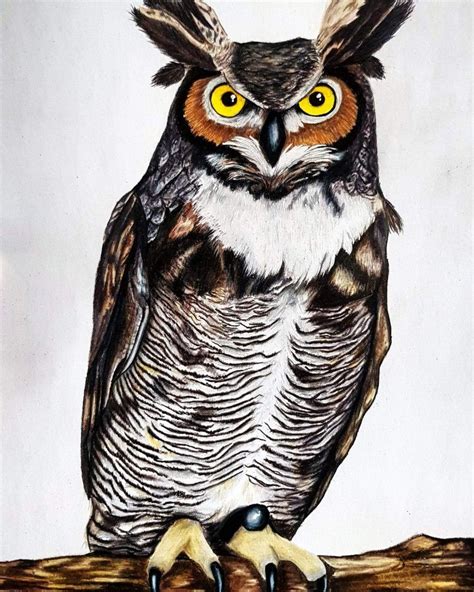 Great Horned Owl Drawing In Prismacolour Pencils On 300gsm Paper Owls