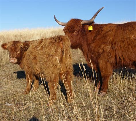 Scottish Highland Cattle Facts And History