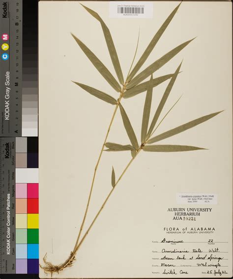 From wikimedia commons, the free media repository. Arundinaria tecta - Species Page - APA: Alabama Plant Atlas