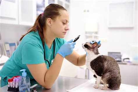 How To Become A Vet Assistant Uk Infolearners