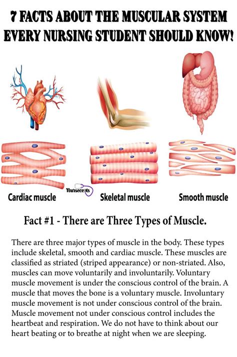 The Muscular System Provides The Body With Mobility There Are Over 600