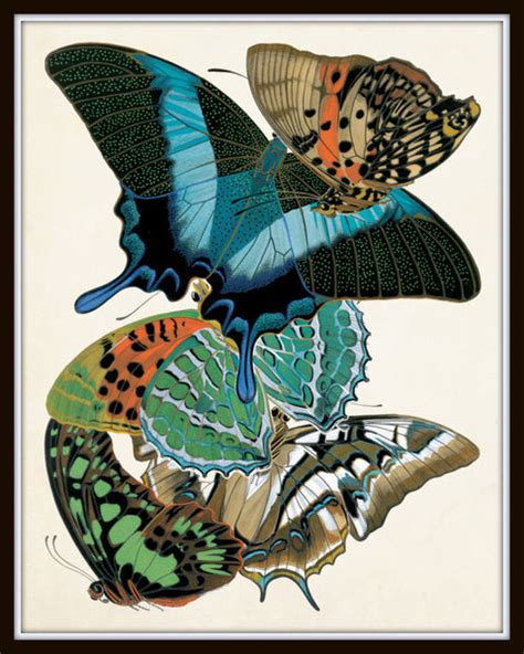 Butterfly Print Set No 1 Seguy Butterflies Bellebotanica