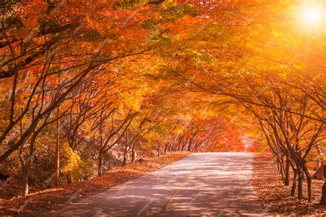 Premium Photo Autumn In Korea And Maple Tree In The Park Naejangsan