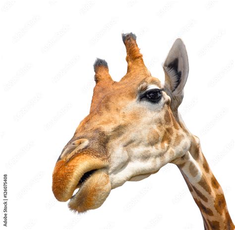 Cute Giraffe Isolated On White Background Funny Giraffe Head Isolated