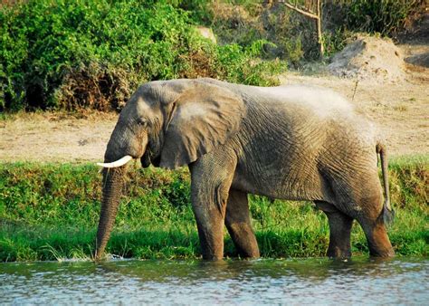 13 Fun Facts About African Bush Elephants Habitat Scientific Name