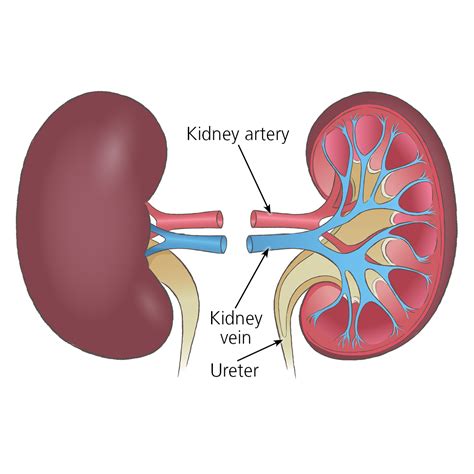 Kidney Transplant Surgery Organ Transplantation Nhs Blood And