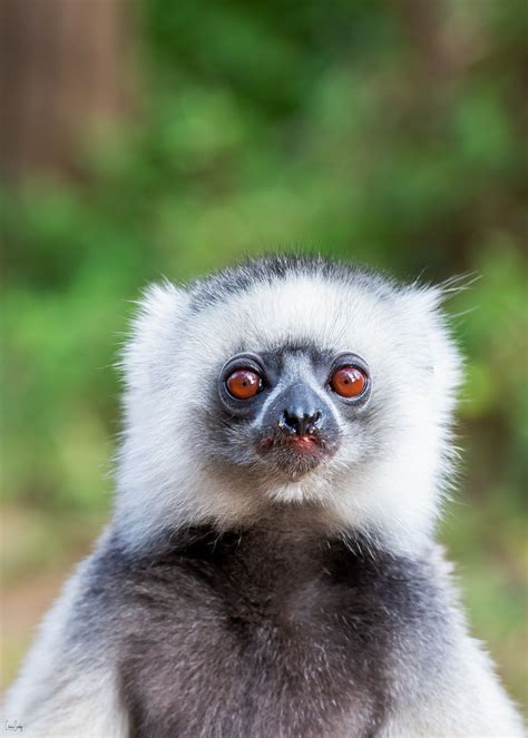 Diademed Sifaka El Sifaca Diademado Es Una De Las Especies De Lémures