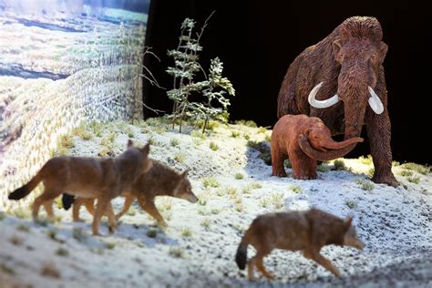 Amid All The Fossils Smithsonians New Dinosaur Exhibition Tells The Complex Story Of Life At