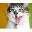 Funny Image Collection A Of And Cute Animal Pet 
