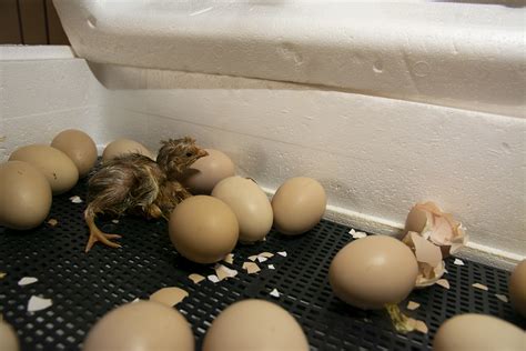 Introduction To Poultry Incubation N C Cooperative Extension