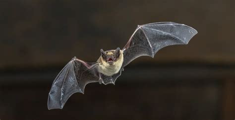 What Does A Bat Sound Like In My House Trutech Wildlife Service
