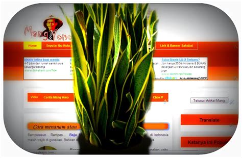 Kata mentua adalah bentuk tidak baku dari kata mertua sehingga penulisan yang benar adalah mertua. Cara menanam atau memperbanyak Bunga lidah mertua ~ Blog ...