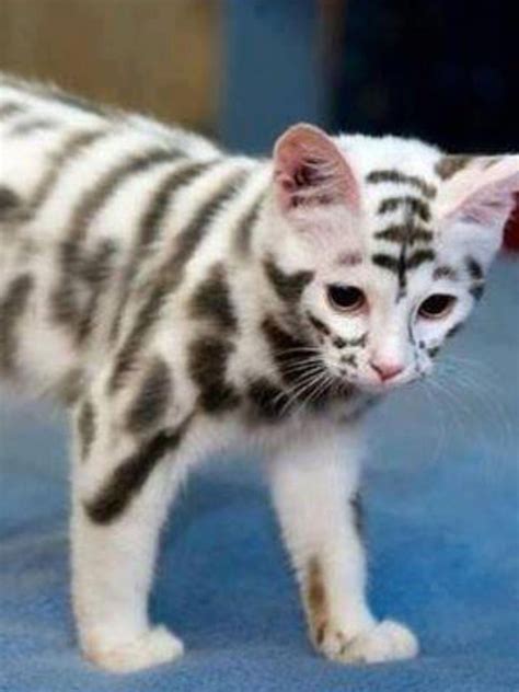 Unique Weird Cat Breeds Pets Lovers