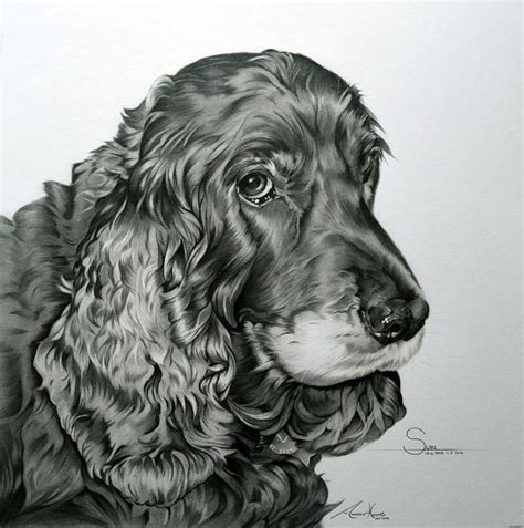 Commission - Cocker Spaniel 'Suki' by Captured-In-Pencil | Cocker