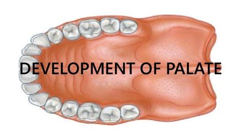 Development Of Palate