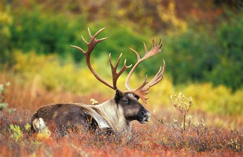 Ontario Protecting Boreal Caribou With Historic Investments Gta Weekly