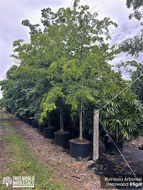 Verawood Tree Bulnesia Arborea For Sale Florida Treeworld Wholesale