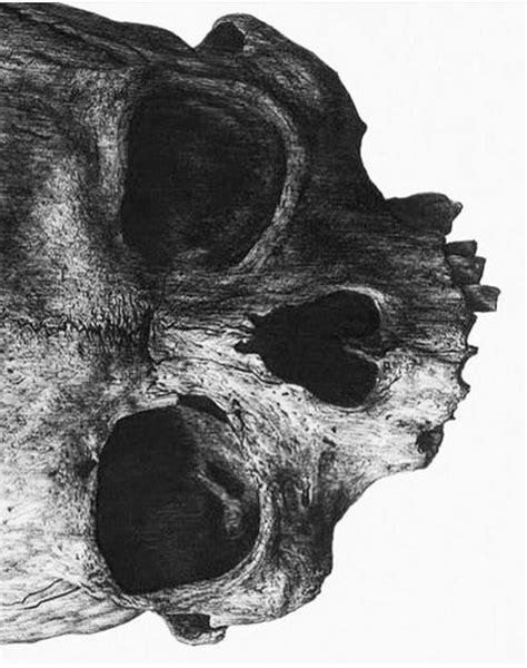 Pin By Derald Hallem On Skull Art Skull Illustration Skeleton