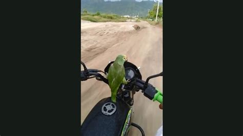 Parrots Reaction On Riding Motorcycle With Human Is Wholesome To Watch