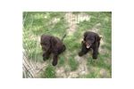 It was announced the state dog of wisconsin in 1986. American Water Spaniel Puppies for Sale from Reputable Dog ...