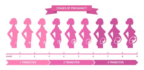 Fetal Development Timeline Week By Week The Best Porn Website