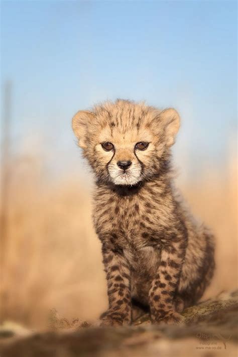 ~~cheetah Cub By Marion Vollborn~~ Animal ~ Magnetism