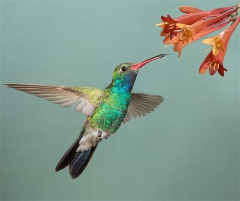 Common And Rare Hummingbirds In New York Birdwatching Central
