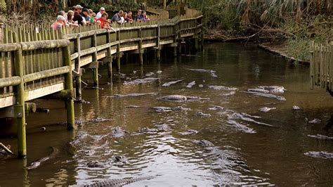 St Augustine Alligator Farm Zoological Park In St Augustine Florida
