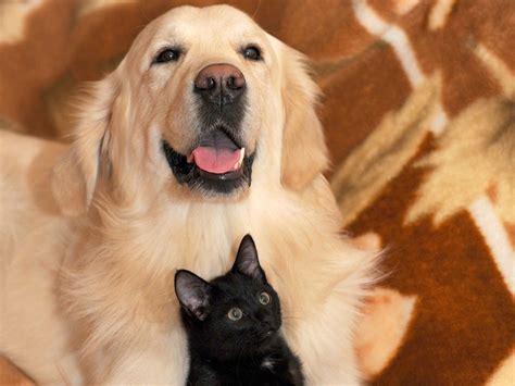 The 10 Most Cat Friendly Dog Breeds