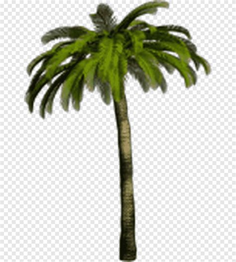 Arecaceae Tropics Tree Tree Leaf Palm Tree Png Pngegg