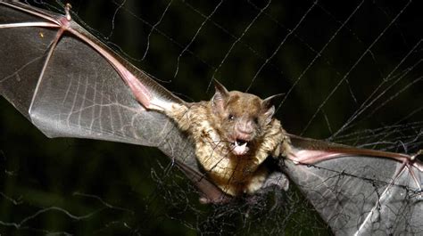 How Bloodsucking Vampire Bats Aim Their Bites Npr