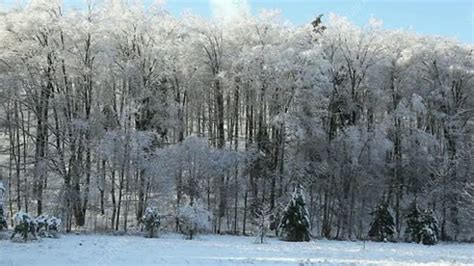 Ice Storm Aftermath Stock Video Clip K0046022 Science Photo Library
