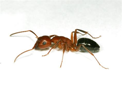 Carpenter Ants Around Homes Insects In The City