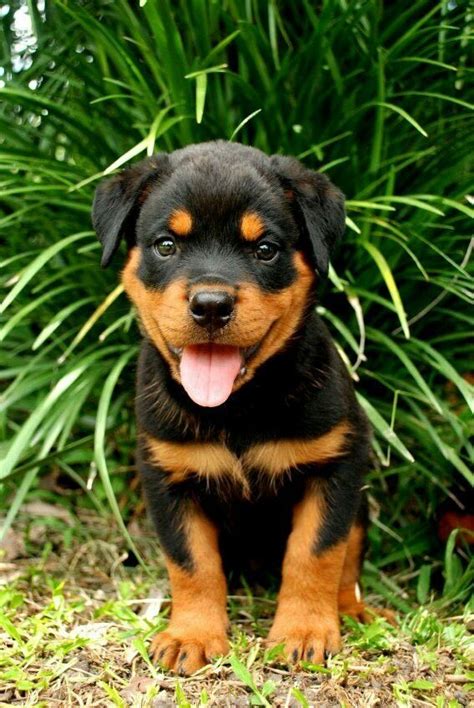 Baby Rottweiler 🐶 Rottweiler Puppies Dog Breeds Rottweiler Dog