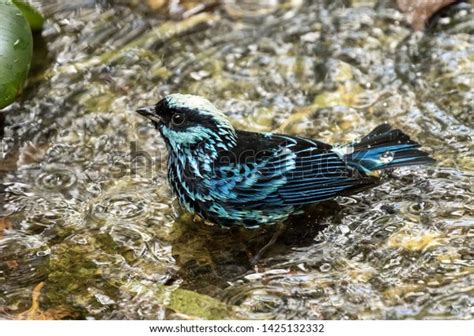 Closeup Beautiful Blue Black Birdberylspangled Tanager Stock Photo