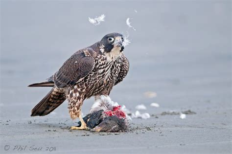 Image Of An Immature Peales Peregrine Falcon Plucking A Prey Bird