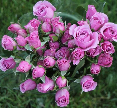 Lavender Spray Roses Flowers Rose