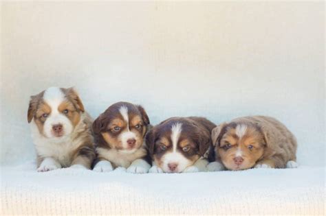 Asdr registered mini australian shepherd puppies. RayneMaker Miniature Australian/American Shepherds ...