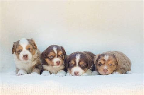 Parents of puppies registered in fci. RayneMaker Miniature Australian/American Shepherds ...