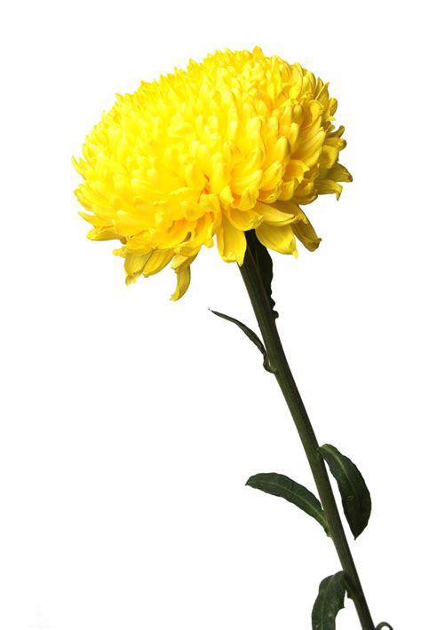 Wholesale Spider Yellow Football Mum Flower Bouquet Online