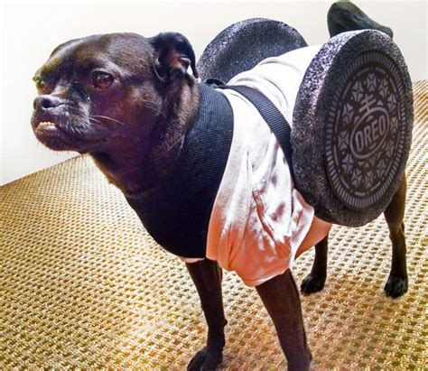 10 Homemade Dog Halloween Costume Ideas Dogtails