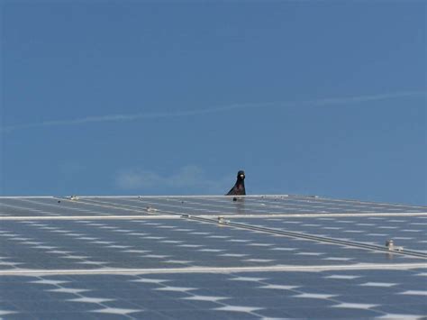 Removing pigeon nests from under area pest control offer a professional solar panel cleaning service using pure water. Abolish pest Control - Pigeon Gallery