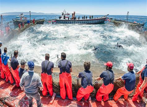 Descubre Las Principales Artes De Pesca Llinares