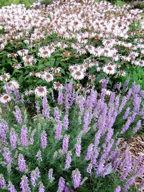 Best Perennial Plant Combinations Better Homes And Gardens