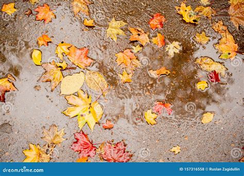 Colorful Autumn Leaves In Rain Puddle Stock Photo Image Of Yellow