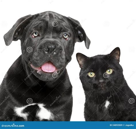 Dog And Cat Together Stock Image Image Of Studio Puppy 24892009